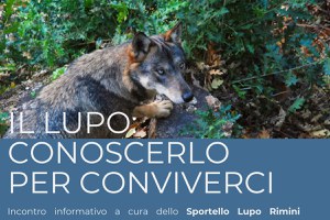 Presenza di lupi sul territorio, dal 18 al 20 settembre tre incontri con gli esperti nelle frazioni